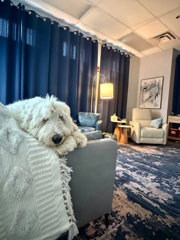 Wilma, one of the clinic's Old English Sheepdogs, resting in a treatment room