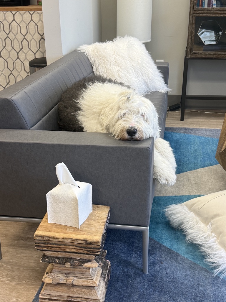 Wilma napping on couch